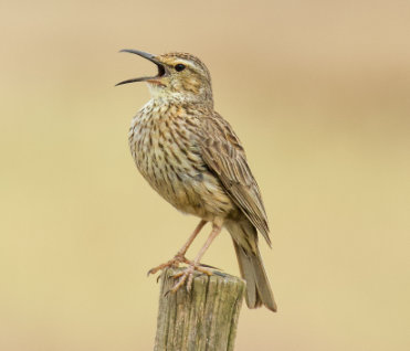 Agulhas Long-billed Lark by Daniel Danckwerts