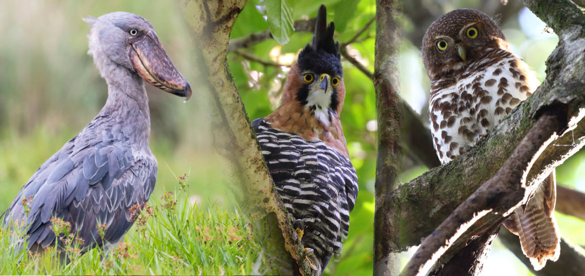 Oiseau de l&#39;année 2021