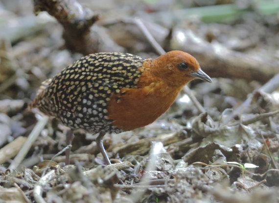 Flufftail à pois chamois par David Hoddinott