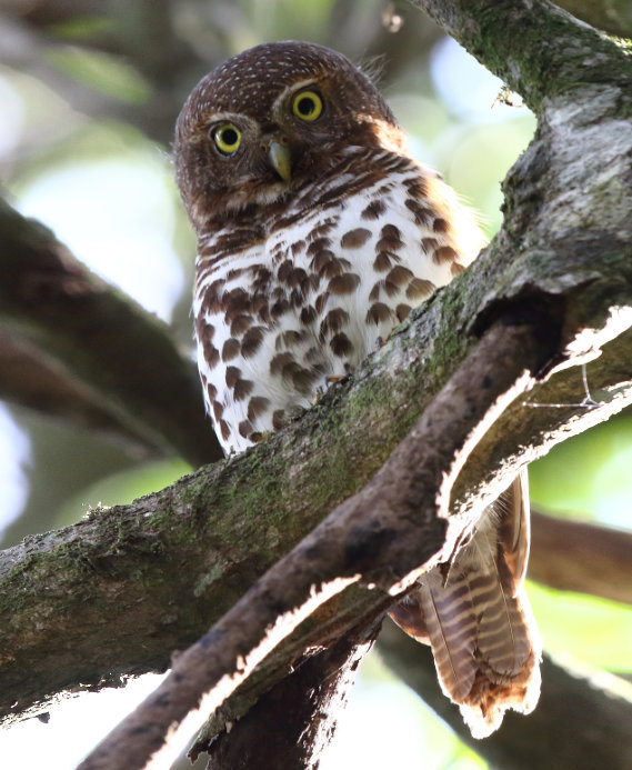 Mochuelo barrado del Cabo (Glaucidium capense capense) por Adam Riley