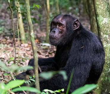 Chimpanzee by Greg de Klerk