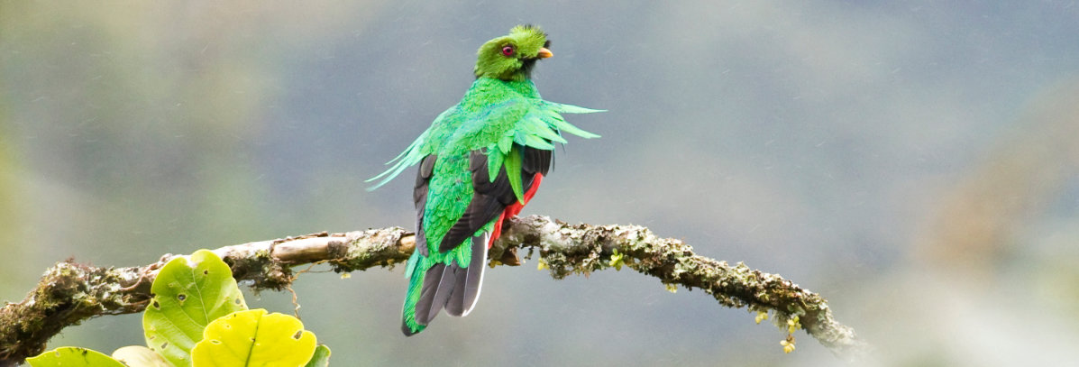 Crested Quetzal by Dušan Brinkhuizen