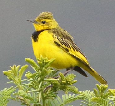 Golden Pipit by David Hoddinott