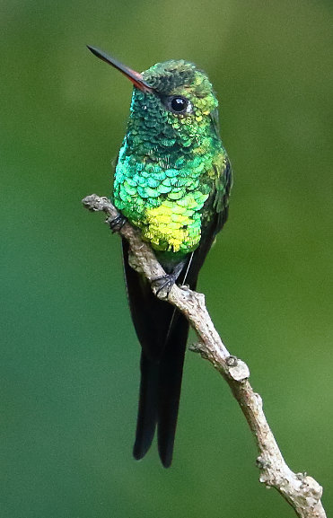 Golden-crowned Emerald by Adam Riley