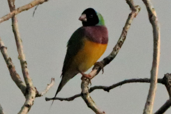 Gouldian Finch by Erik Forsyth