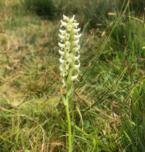 Irish Ladies Tresses by Nigel Redman