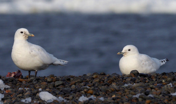 Mouette ivoire par Stephan Lorenz