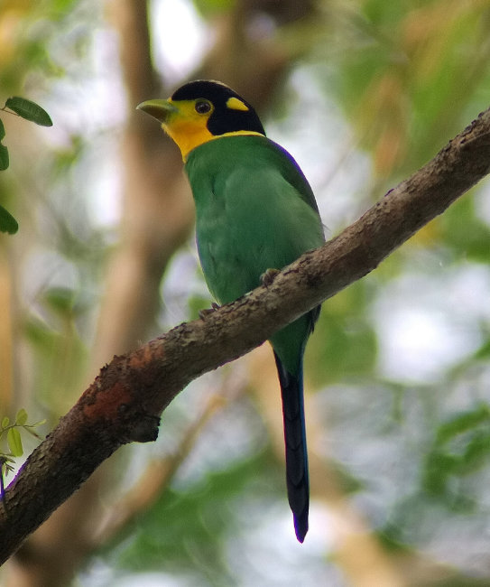 Long-tailed Broadbill by André Bernon