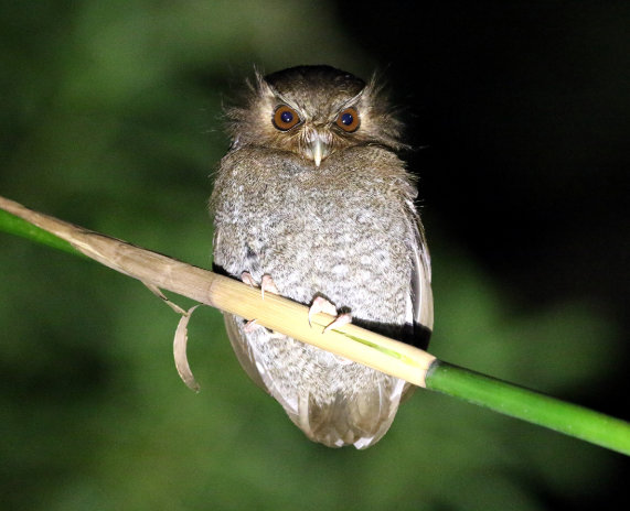 Long-whiskered Owlet by Steve Parrish