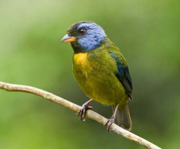Moss-backed Tanager by Dušan Brinkhuizen