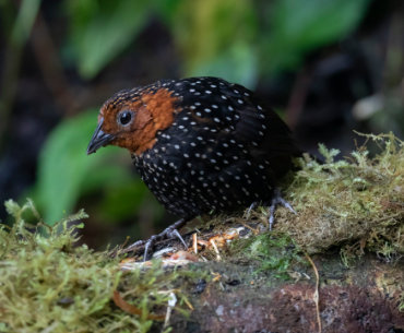 Ocellated Tapaculo by Dušan Brinkhuizen