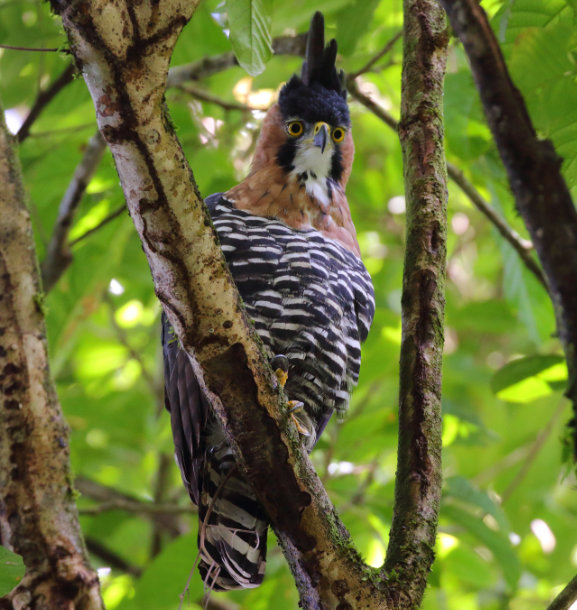 Águila-halcón adornada de Keith Valentine