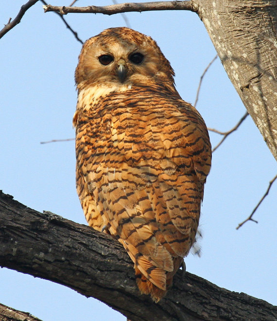 Pel’s Fishing Owl by Daniel Danckwerts