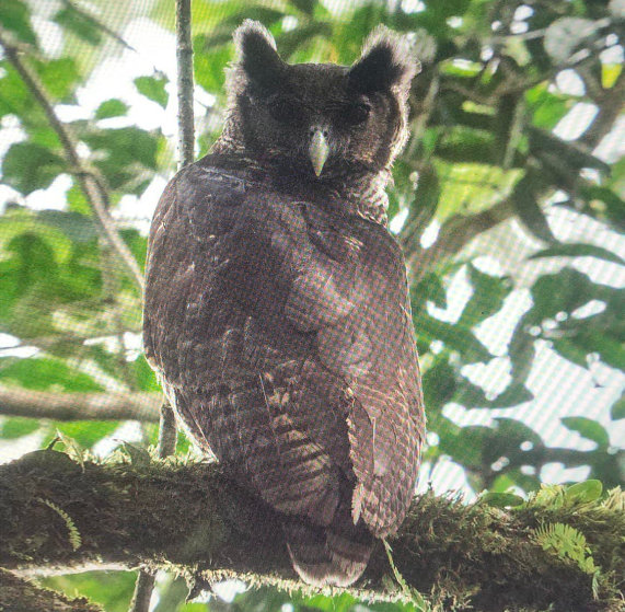 Shelley&#39;s Eagle-Owl av Rob Williams