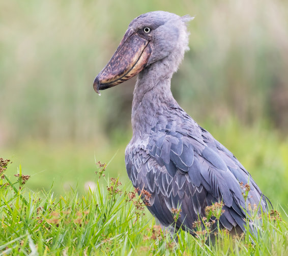 Shoebill de Greg de Klerk