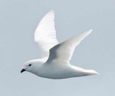 Snow Petrel by Dušan Brinkhuizen