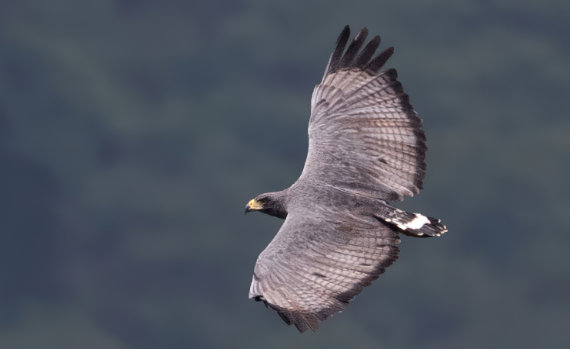 Solitary Eagle by Lev Frid