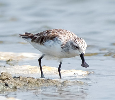 Spoon-billed Sandpiper by Shailesh Pinto