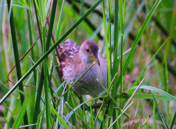 Striped Crake by Glen Valentine