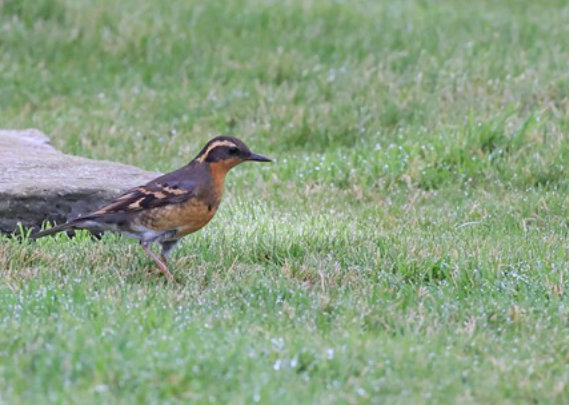 Varied Thrush af Stu Elsom