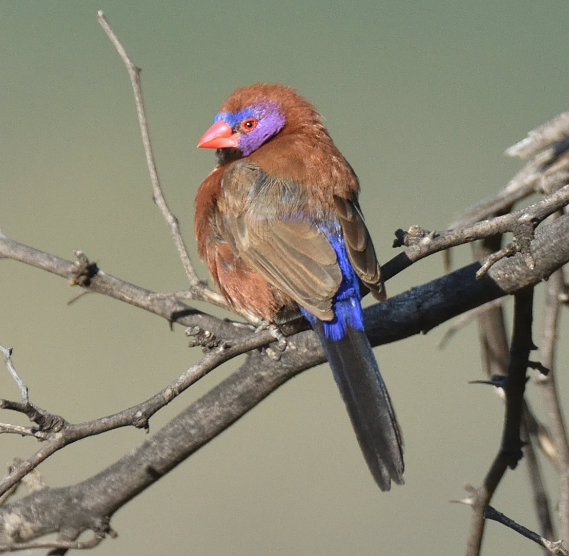 Waxbill à oreilles violettes par Clayton Burne