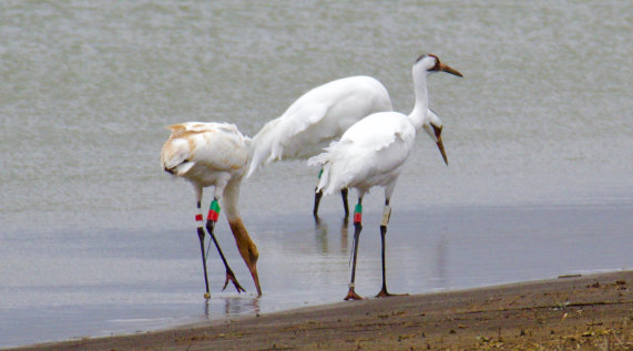 Whooping Crane av Bobby Wilcox