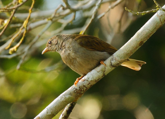 Honeyguide aux pieds jaunes par Glen Valentine