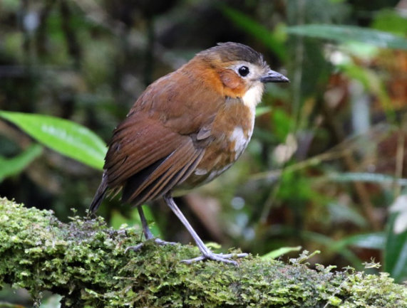 Rusty-tinged Antpitta by Steve Parrish