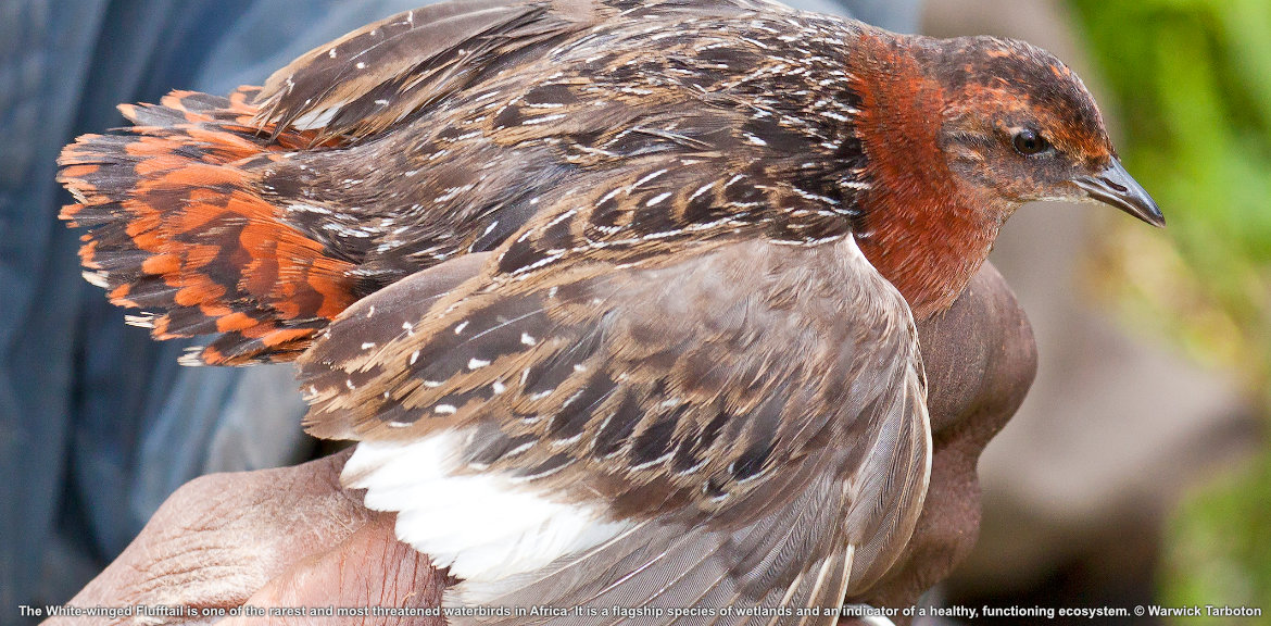 Support the Declaration of Middelpunt Nature Reserve