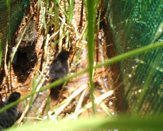 The White-winged Flufftail was confirmed breeding at Middelpunt Wetland in the summer of 2018 when chicks following their mother were captured on a motioned-detected camera. BirdLife South Africa