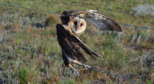 Fences are great tools for managing the movement of livestock. However, standard designs can prove harmful to wildlife. Thus, a more wildlife-friendly design is needed. Carina Pienaar