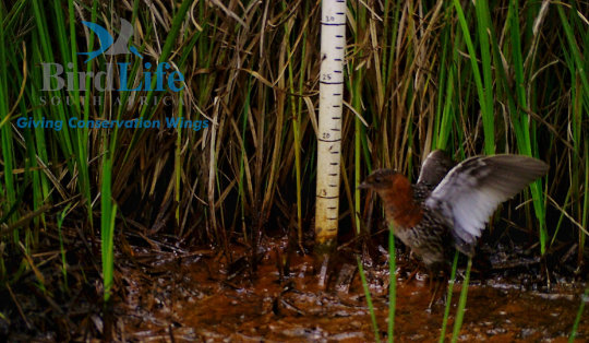 The White-winged Flufftail faces threats from cattle trampling and overgrazing its sensitive wetland habitat. Kyle Lloyd