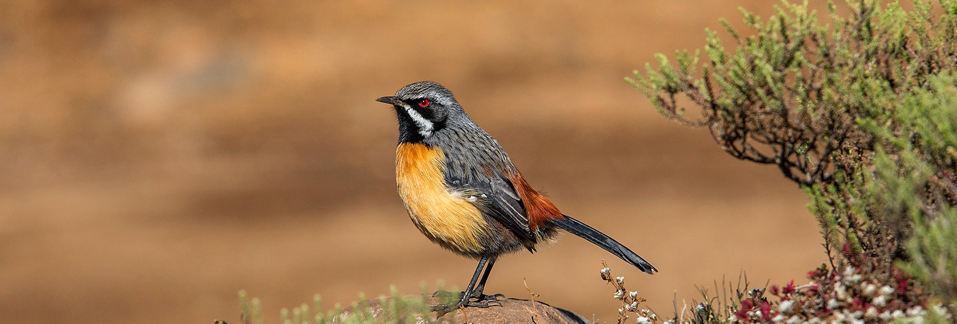 rockjumper birding tours australia