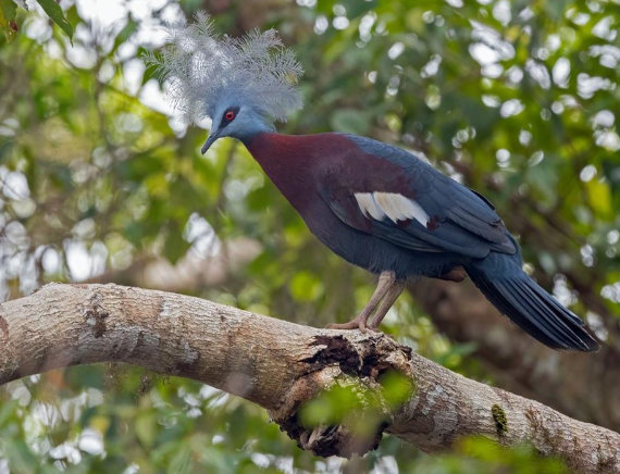 Sclater's Crowned Pigeon by Lev Frid