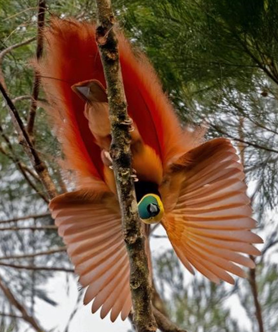 Raggiana Bird-of-Paradise by Lev Frid