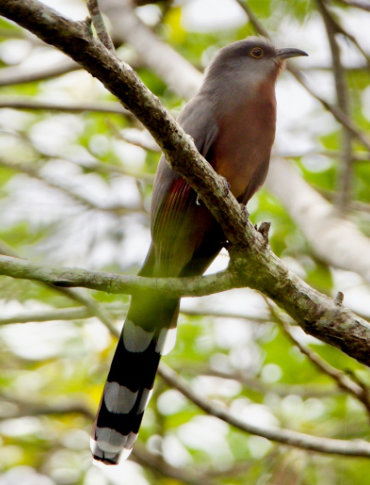 bay-breasted cuckoo