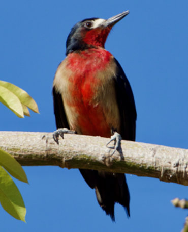 puerto rican woodpecker