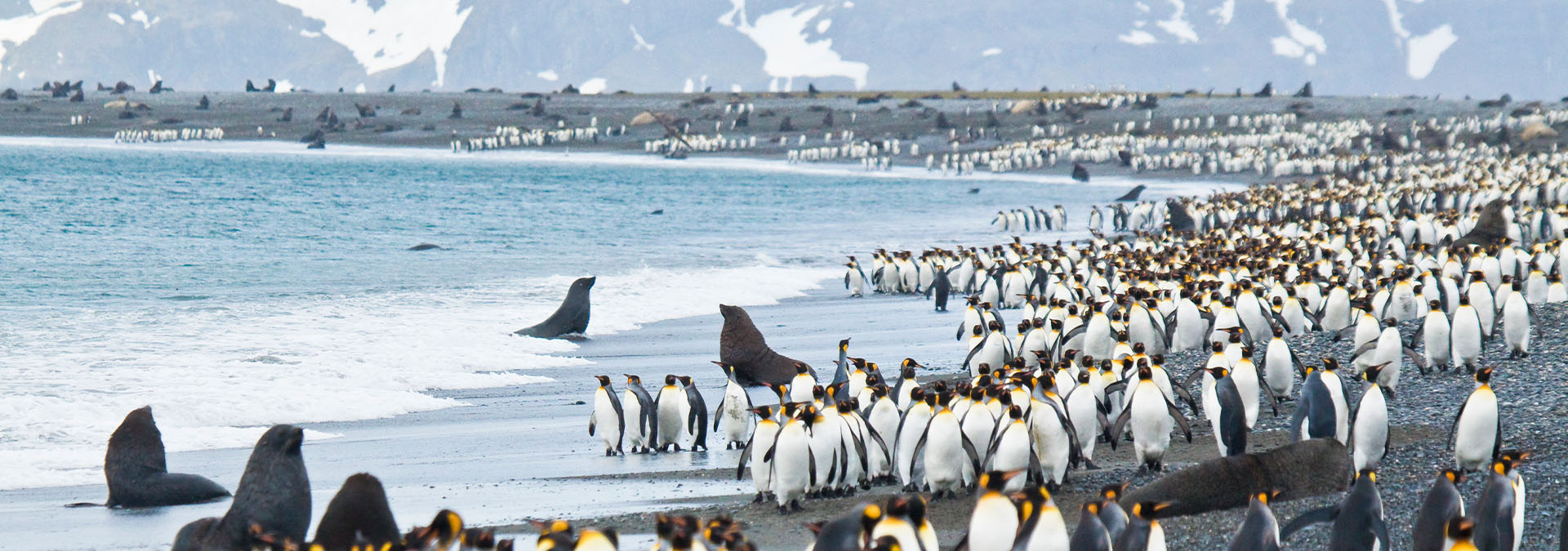 penguin colony antartica