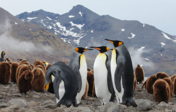 king penguins and chicks