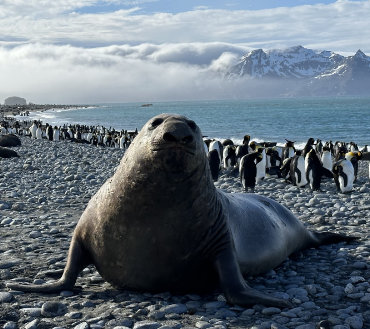 southern elephant seal and king penguins