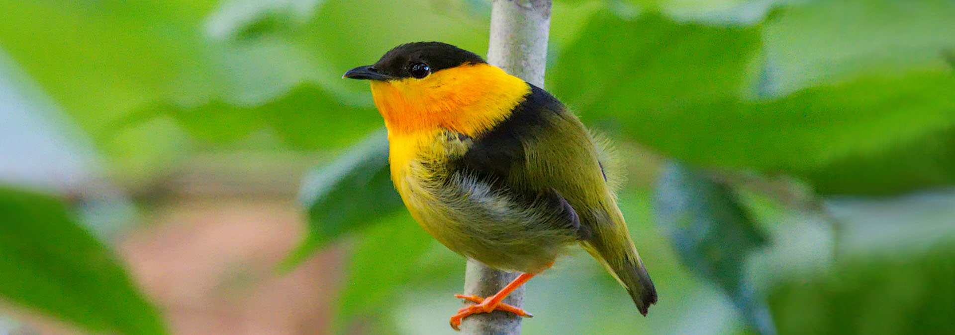 orange collared manakin