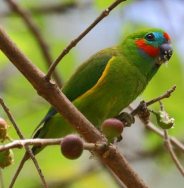 double-eyed fig parrot