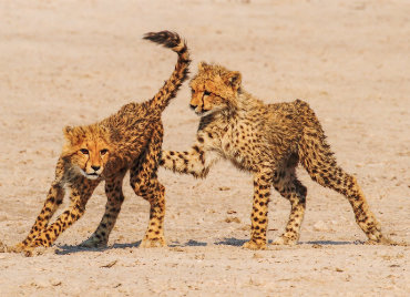 cheetah cubs