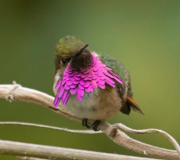 wine-throated hummingbird