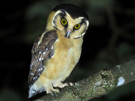 buff-fronted owl