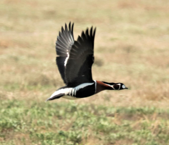 red-breasted goose