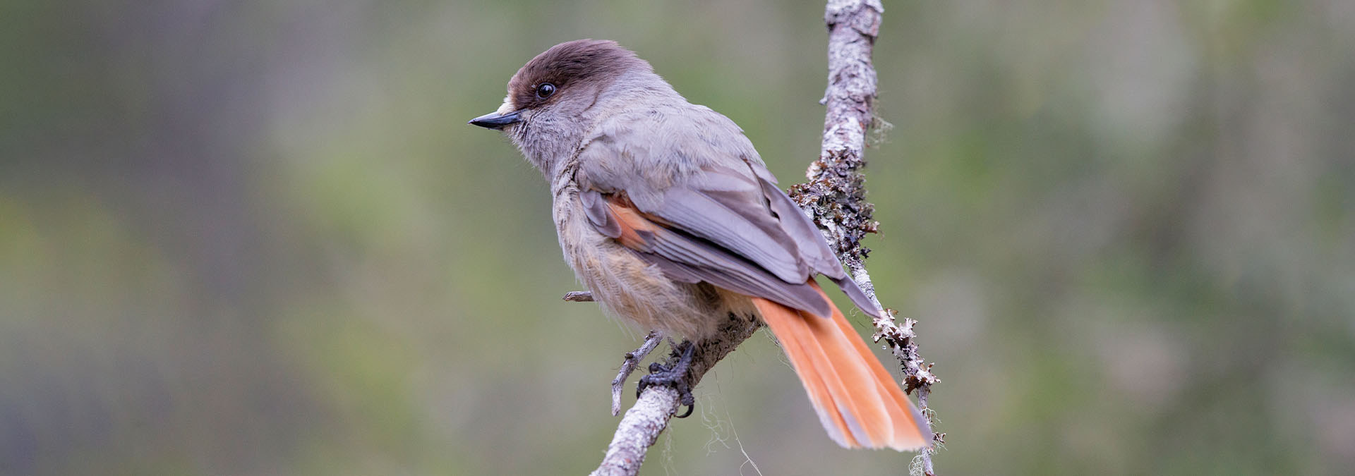finland siberian jay