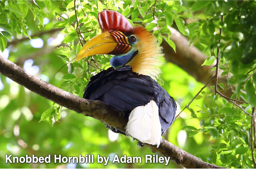 knobbed hornbill
