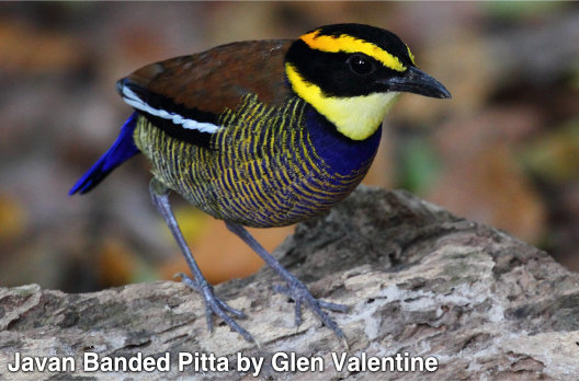 javan banded pitta