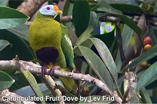 carunculated fruit-dove